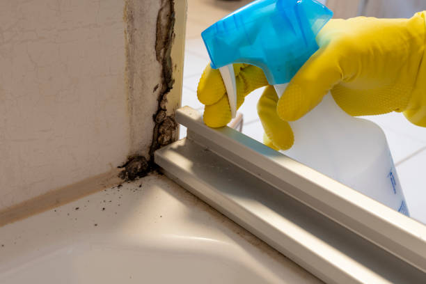 Best Preventive Mold Services in Fredericktown, MO